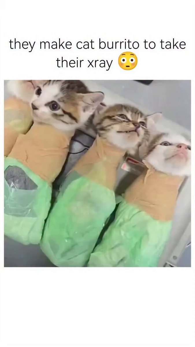 cat burritos for x rays cat burritos for x rays
