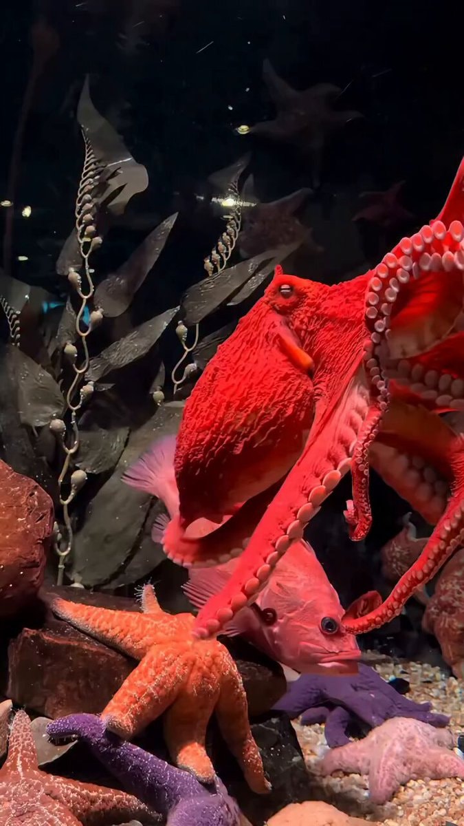 Vibrant red octopus in aquarium