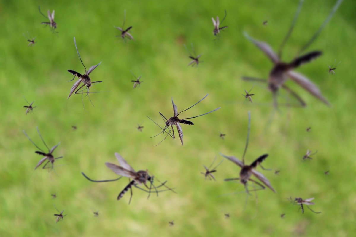 Google 32 million mosquitoes California Florida (photo 2 of 2)
