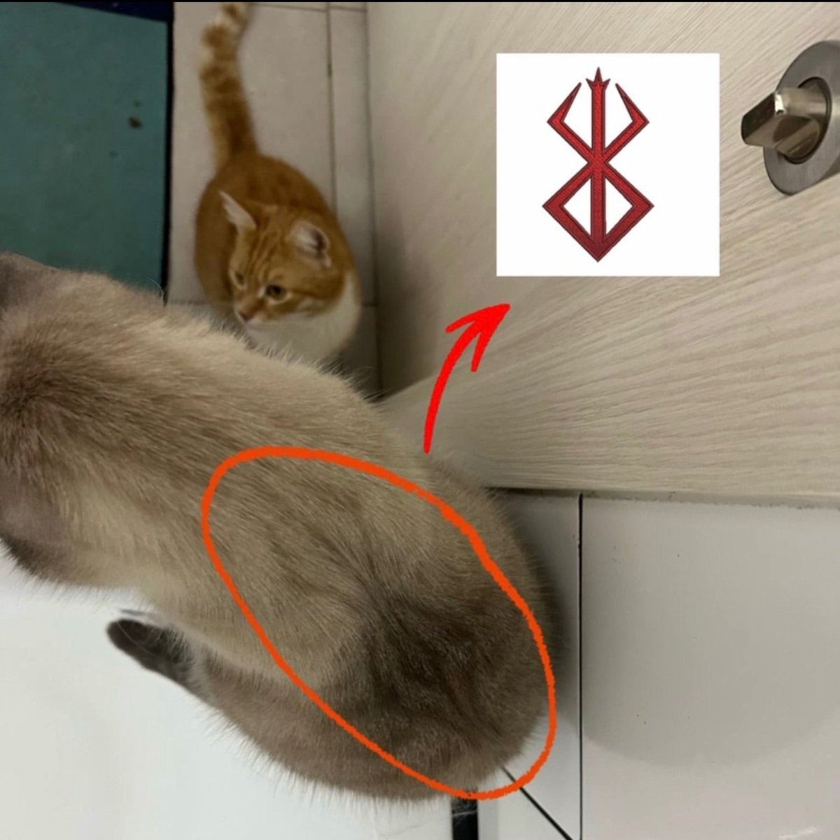two cats moment