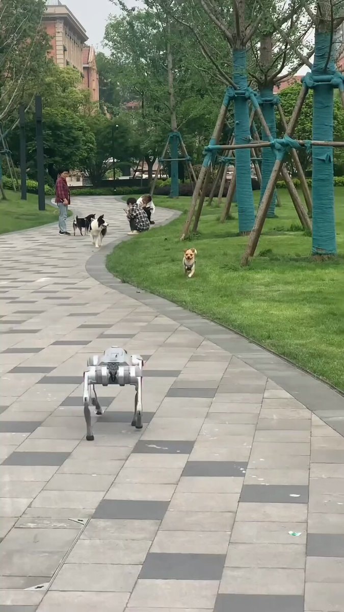 dogs react to robot dog
