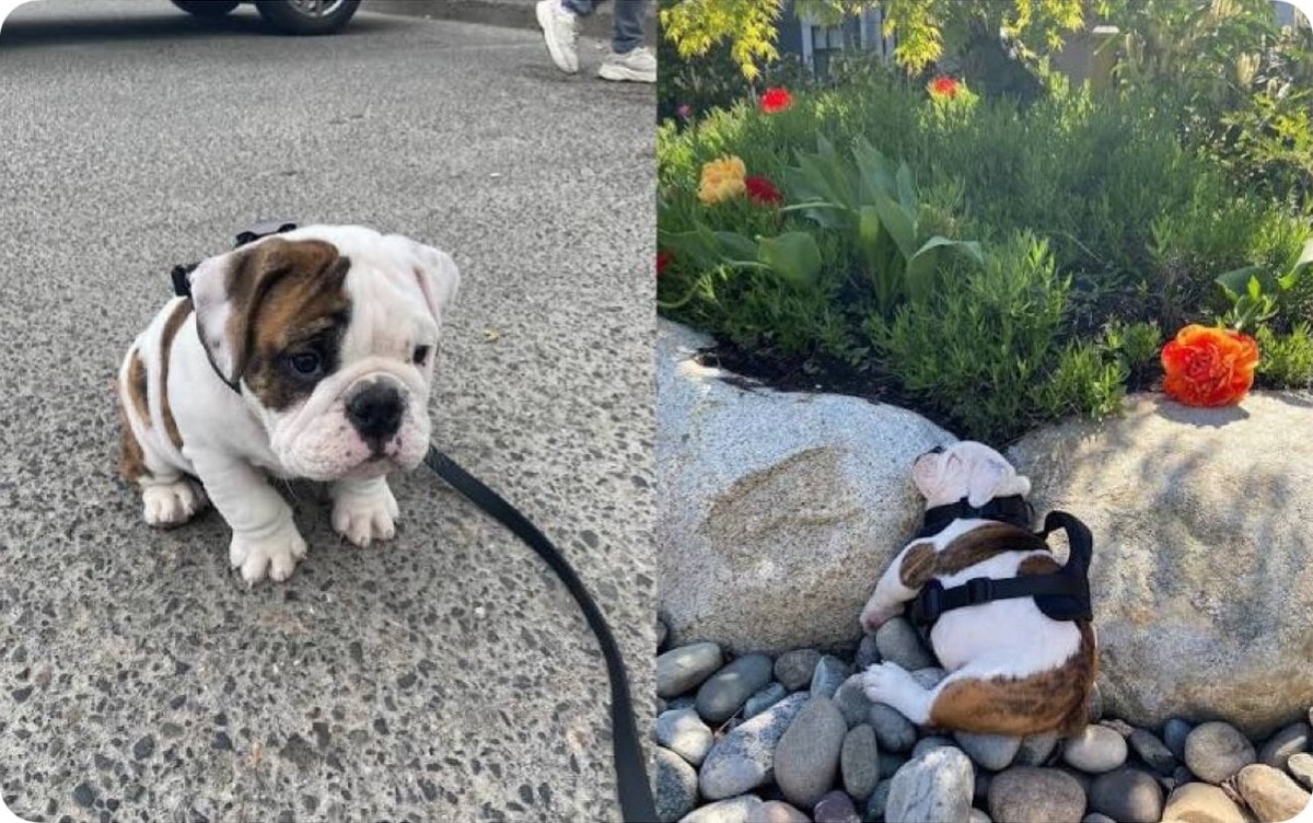 Winston bulldog first walk Winston bulldog first walk