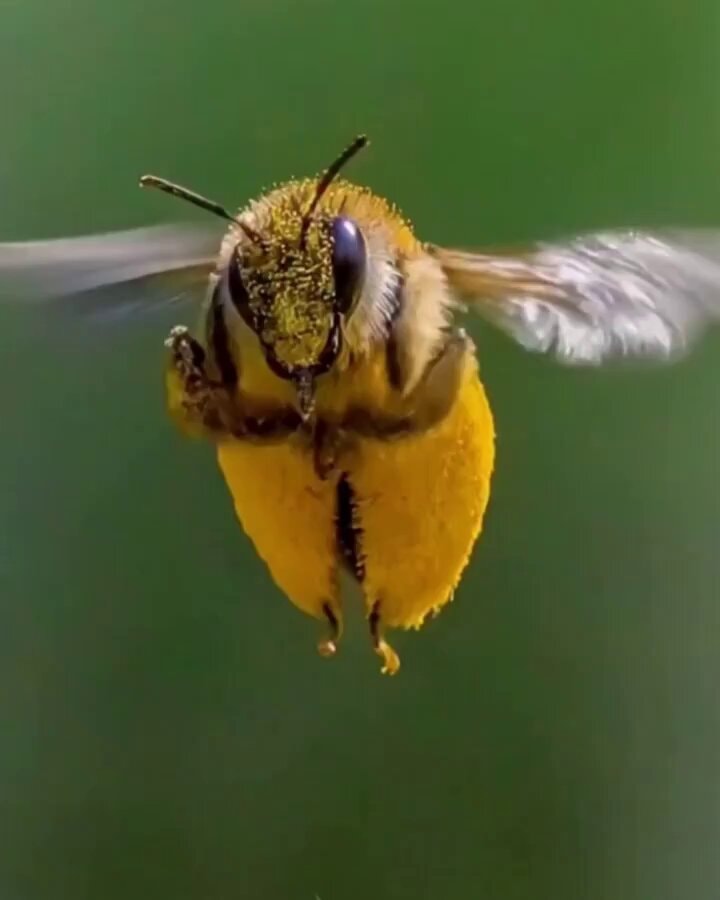 Bee mid-flight holding a world