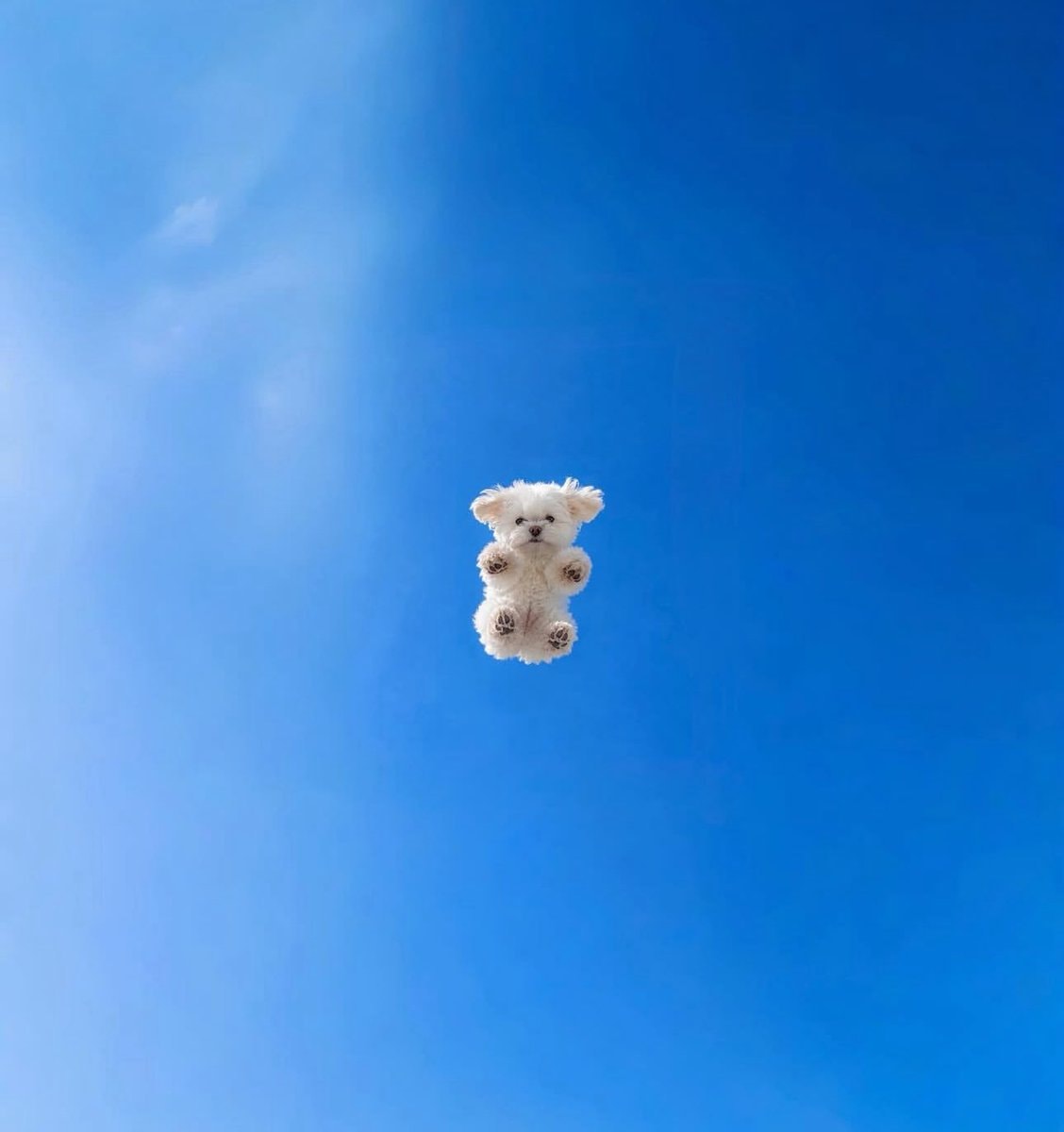 Playful Maltese dog jumping with strawberry scarf (photo 4 of 4)