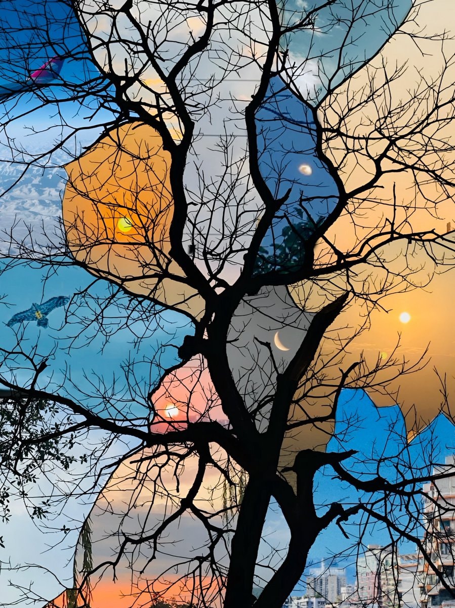 fragmented sky tree silhouette fragmented sky tree silhouette