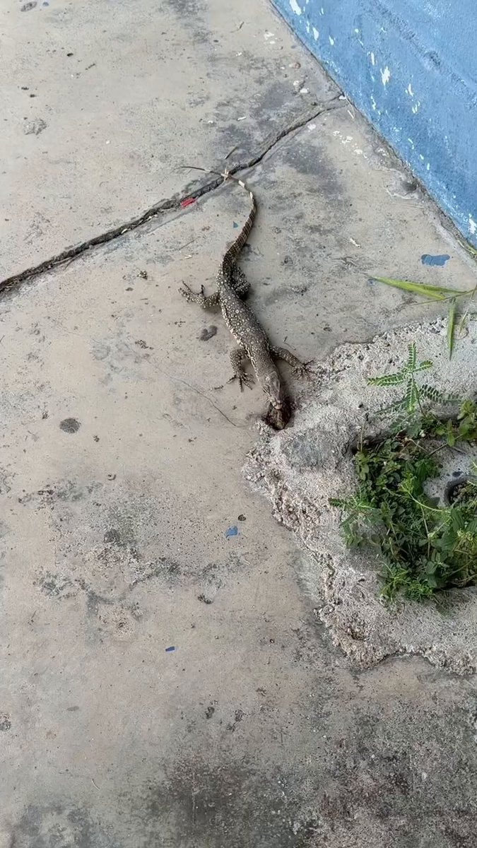Monitor lizard on cracked concrete