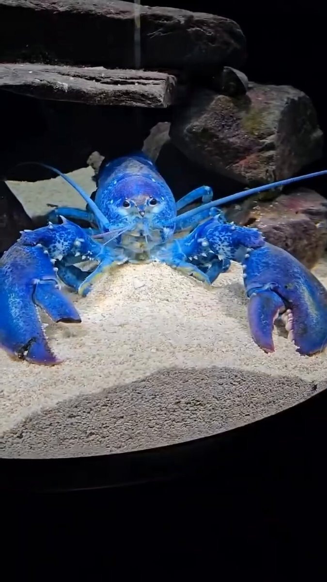 Indigo blue lobster