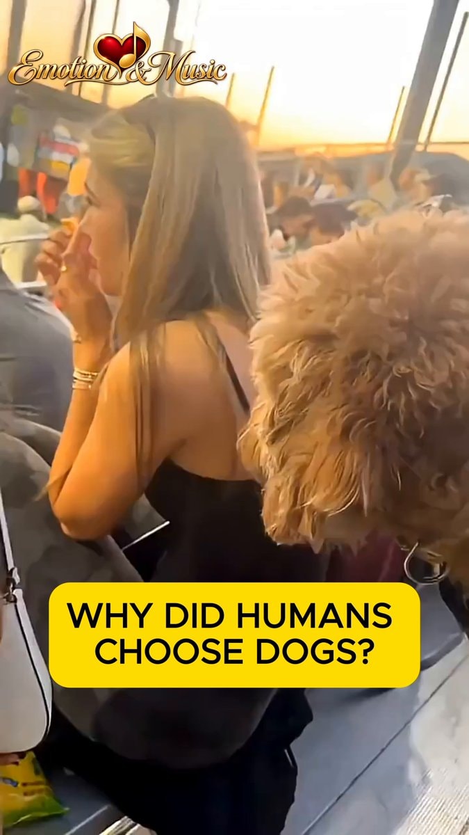 Why humans chose dogs