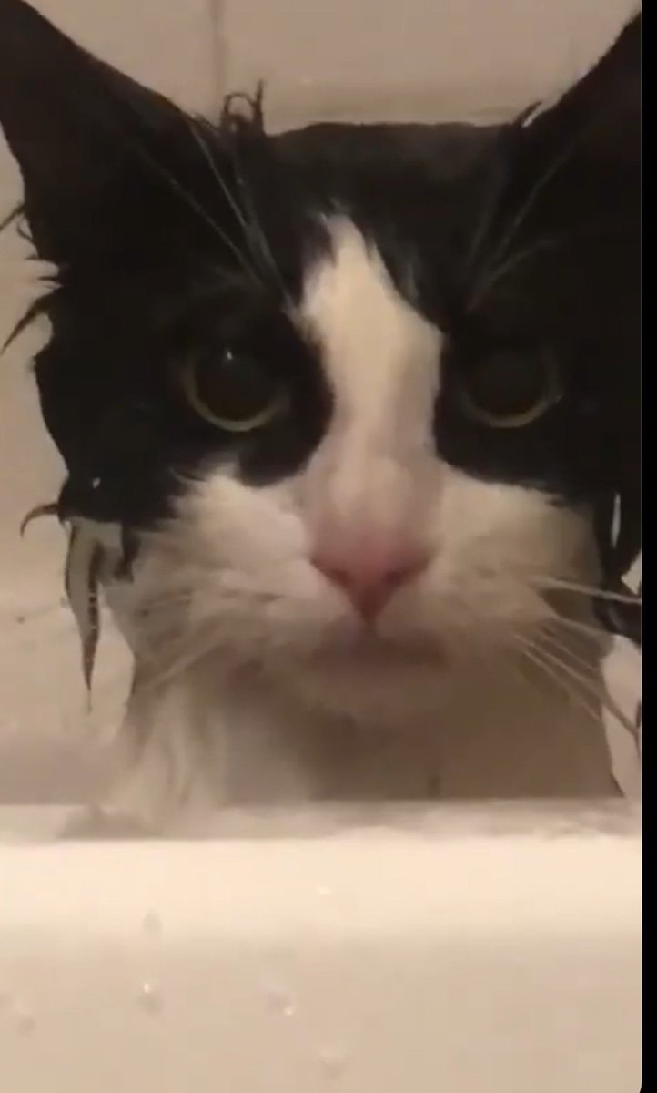 Unimpressed wet cat