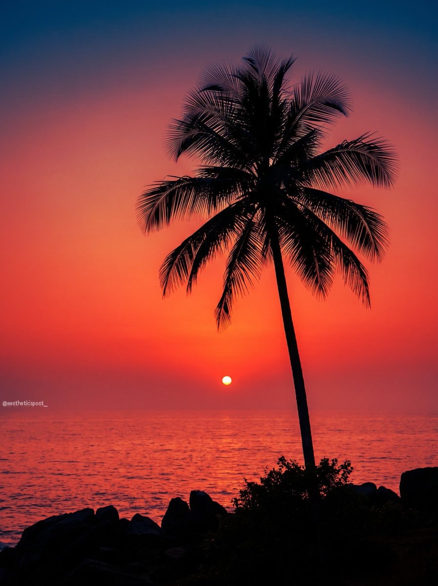palm tree silhouette against sunset