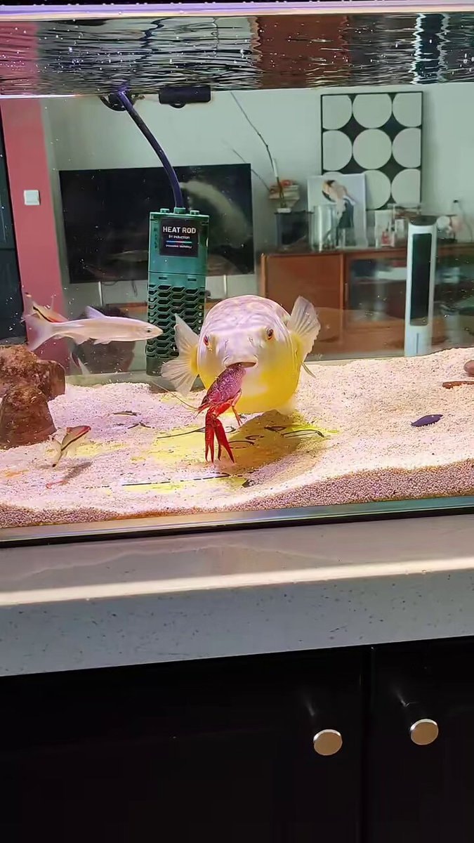 pufferfish disappears instantly