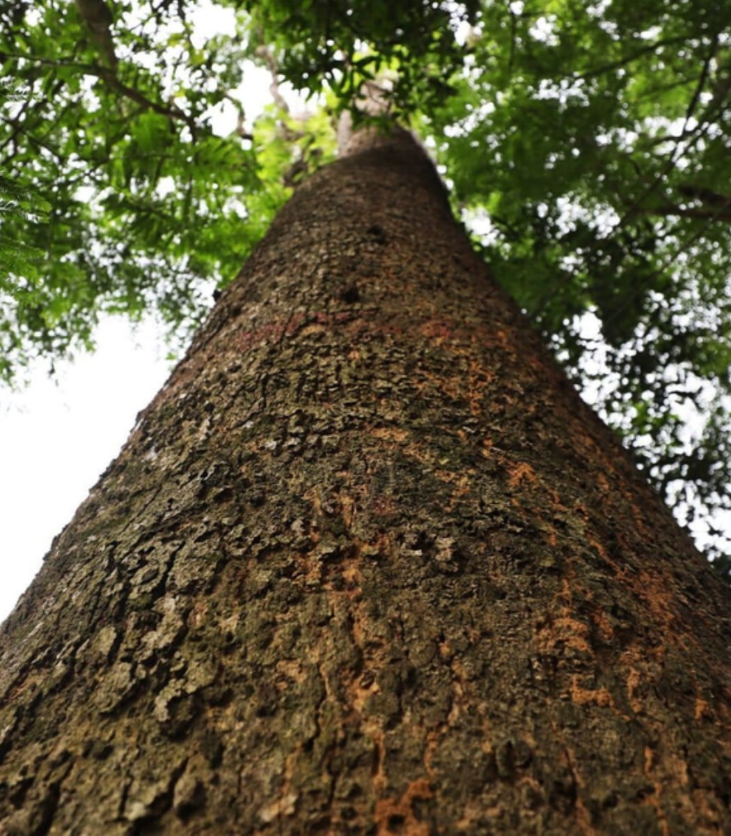 Bangladeshi forestry professor saves boilam tree (photo 1 of 2)