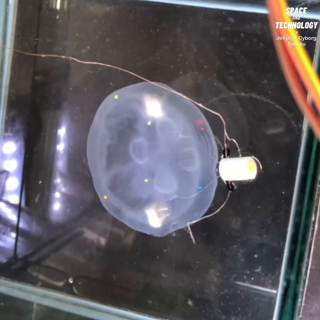 Jellyfish Cyborg Tohoku