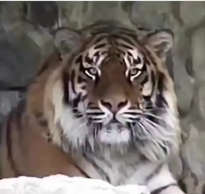 tiger charges after three warnings at zoo