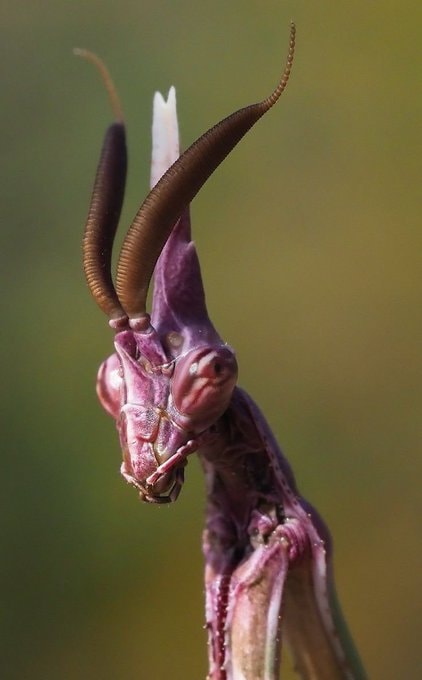 Conehead Praying Mantis (photo 2 of 2)