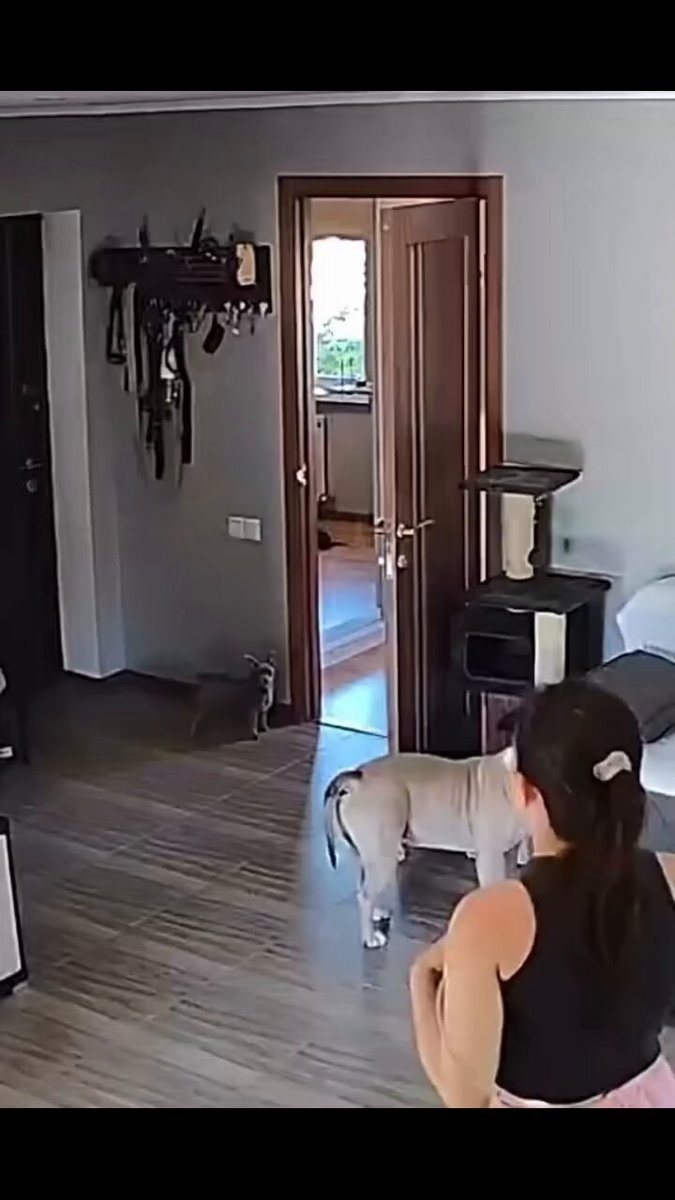 woman and two dogs in home