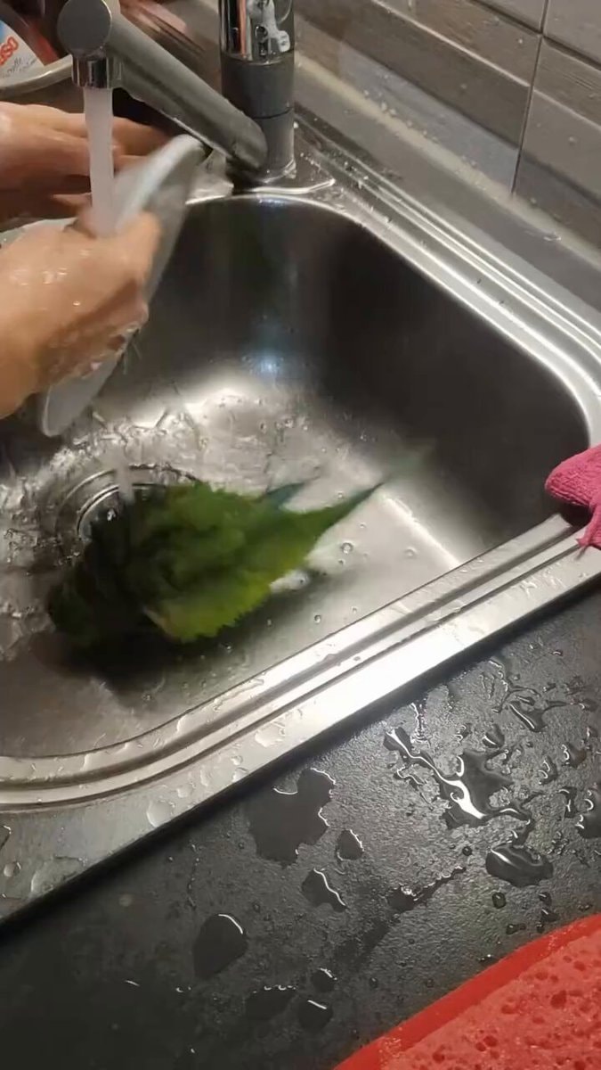 green bird enjoying a bath
