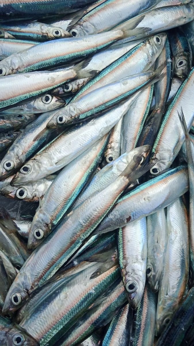 silver fish with blue and pink stripes