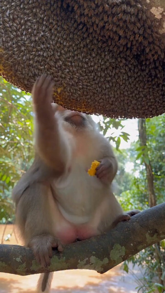 monkey extracting honey