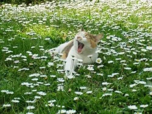 White cat in daisies (photo 3 of 3)
