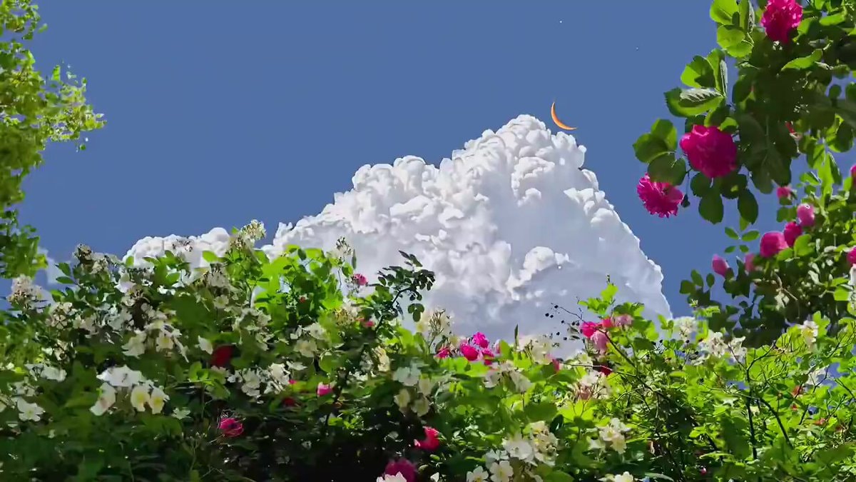 Peaceful garden roses