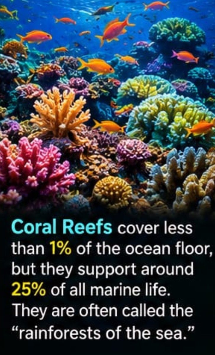 Coral reefs rainforests of the sea