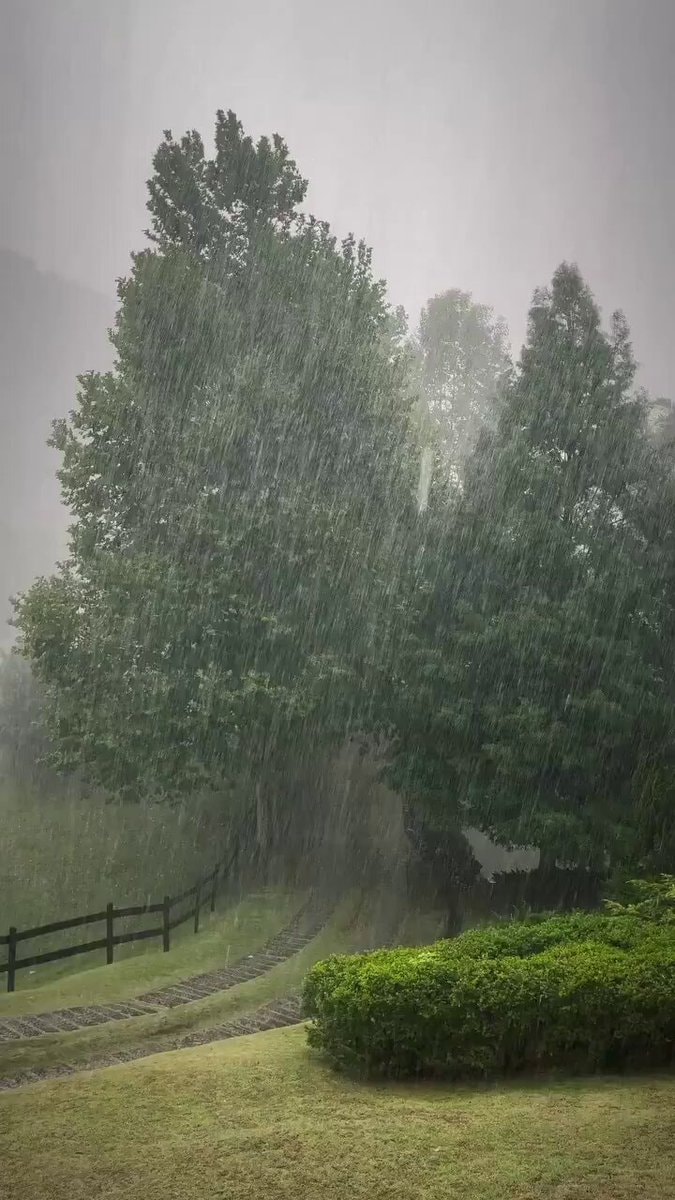 aesthetic rain nature