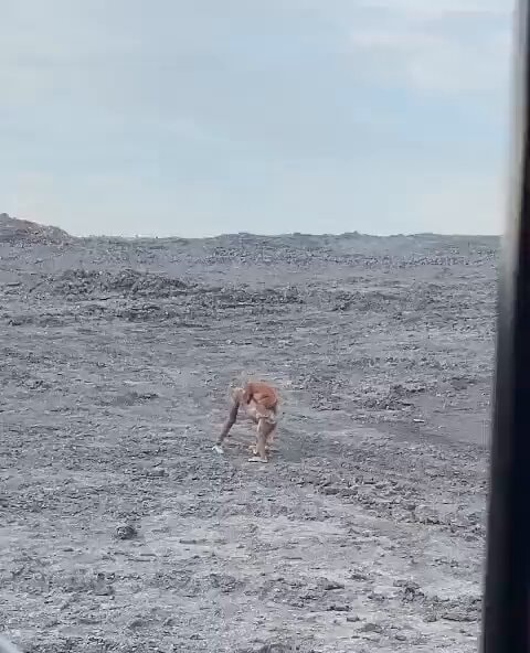 Orangutans Kalimantan forest fires