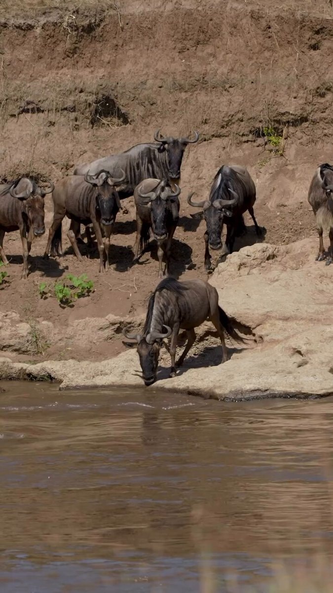 wildebeest crossing Mara River