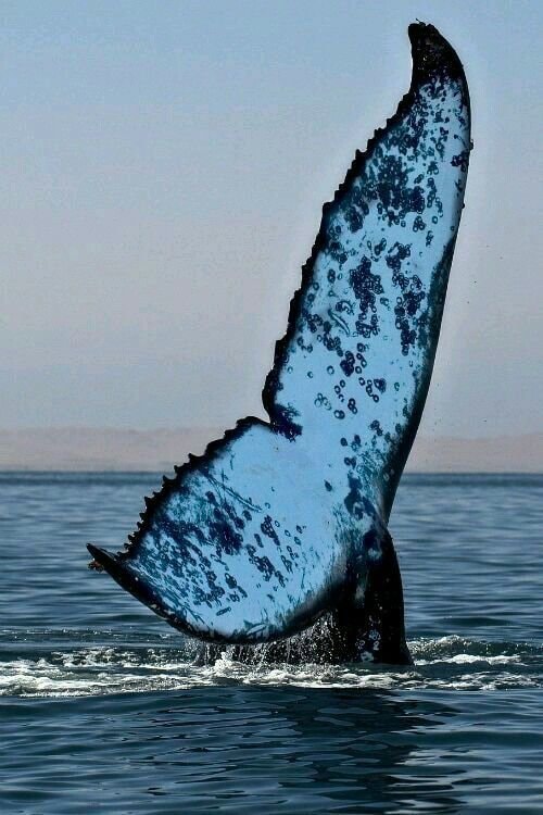 humpback whale tail diving
