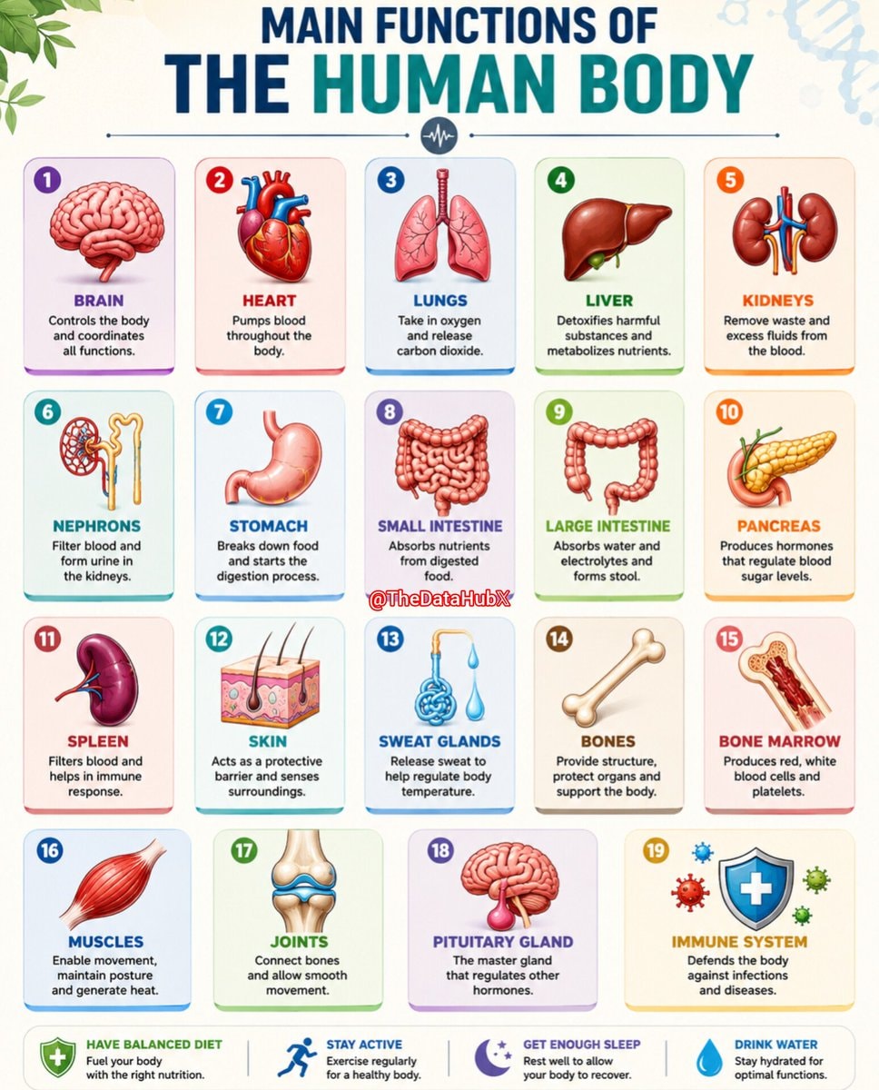 Human body functions infographic Human body functions infographic