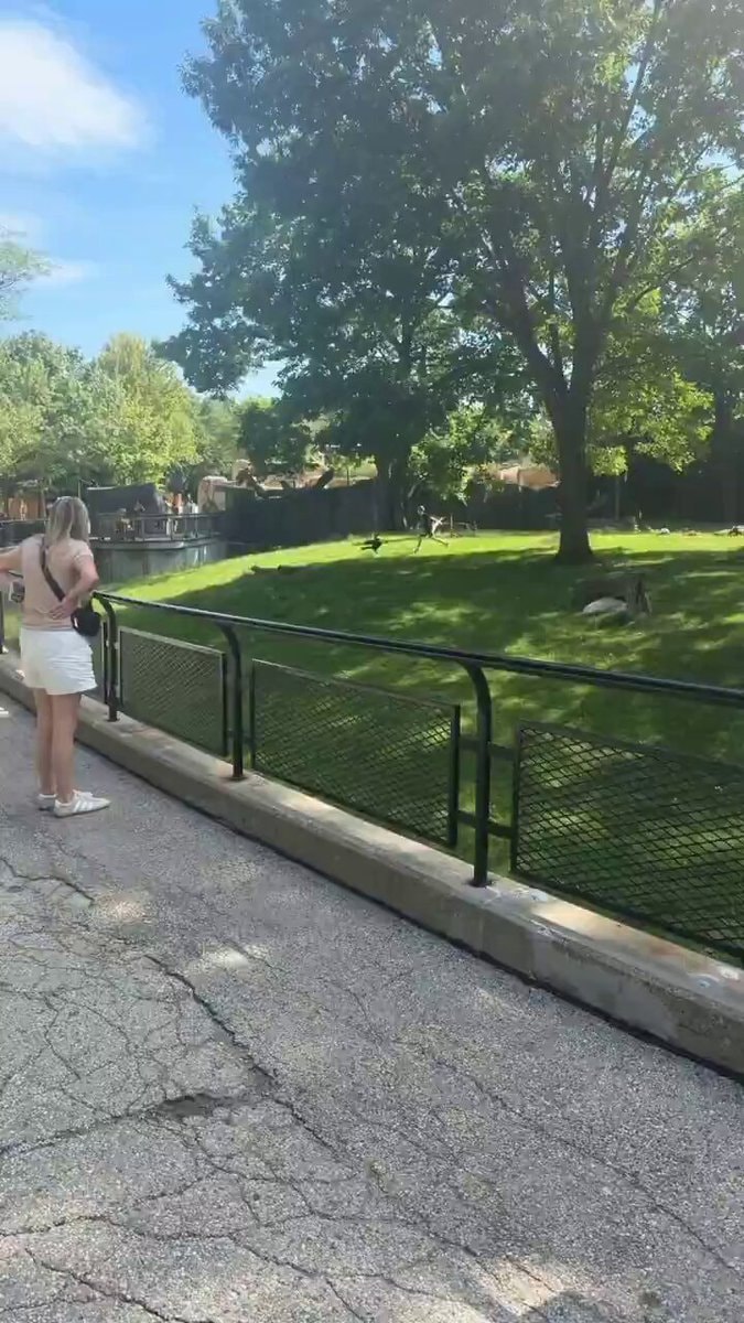 Zoo kid vs animal confrontation