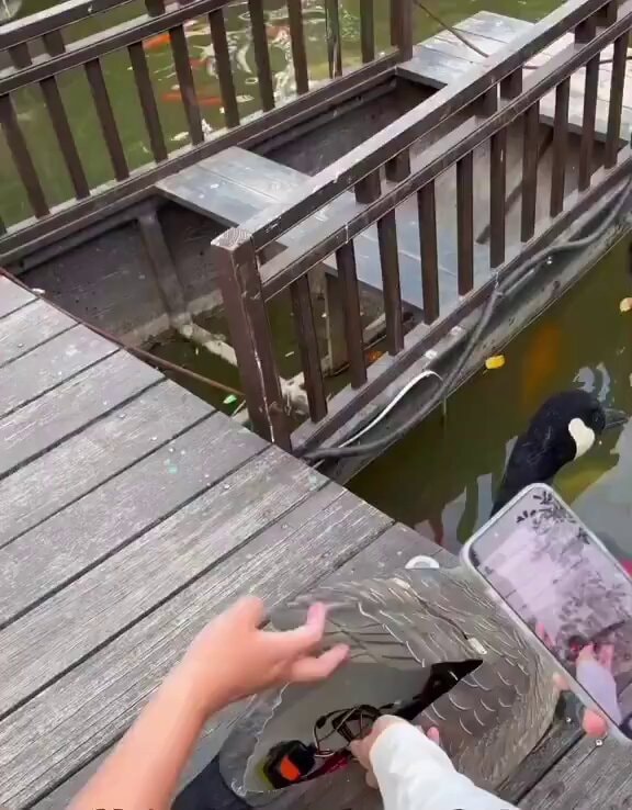 amazed geese watching speed