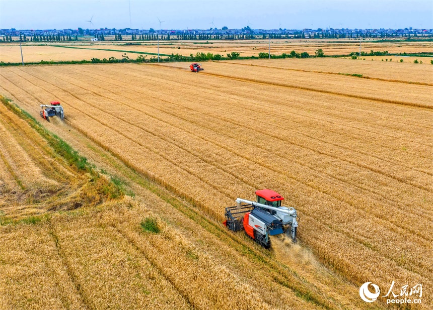Chaisang District Wheat Harvest Jiangxi (photo 4 of 4)