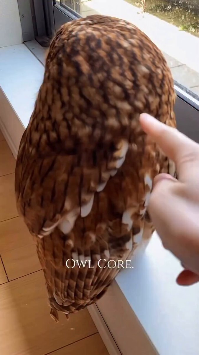 owl on windowsill