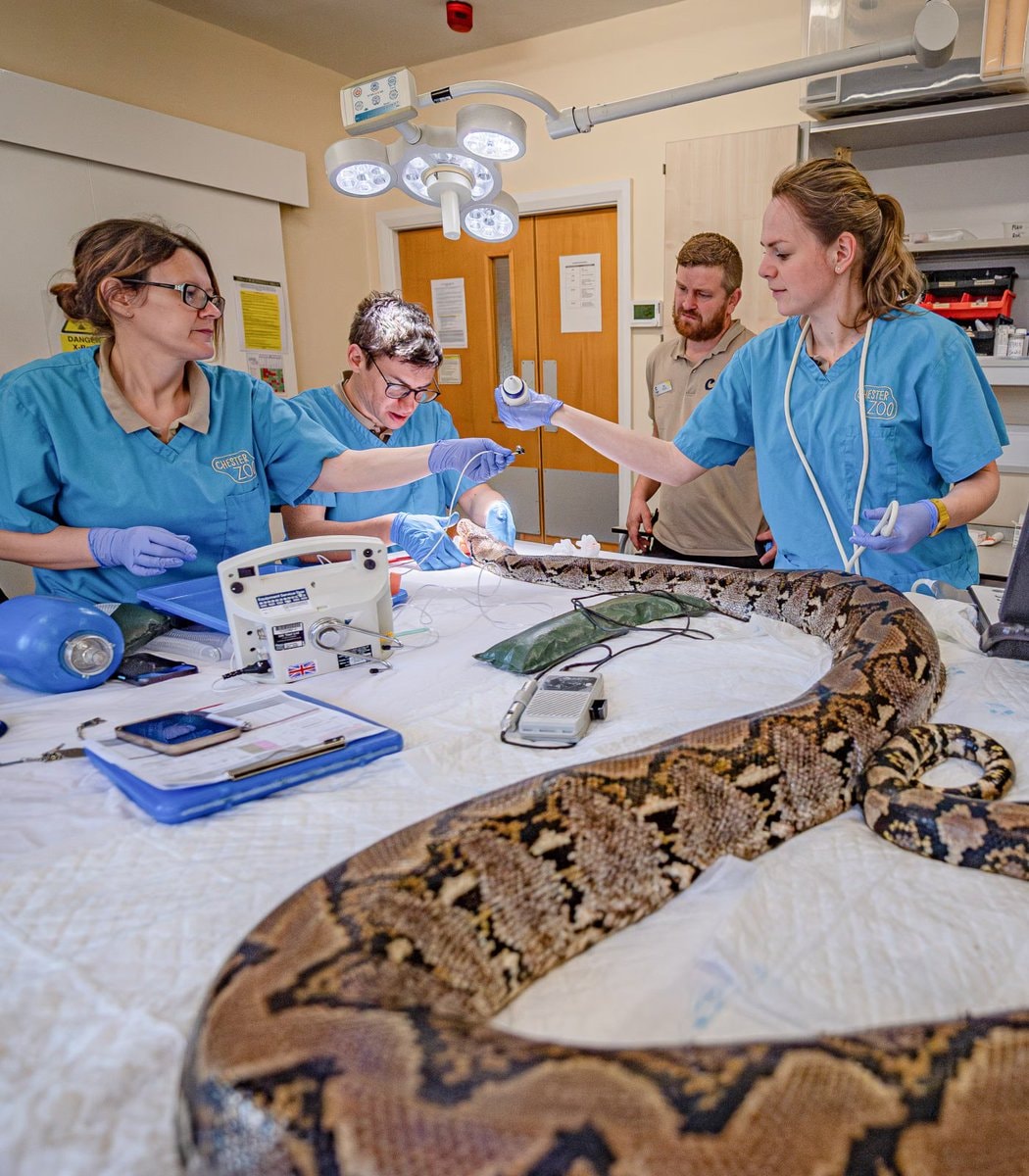 Jodie Foster python cancer cure (photo 2 of 2)