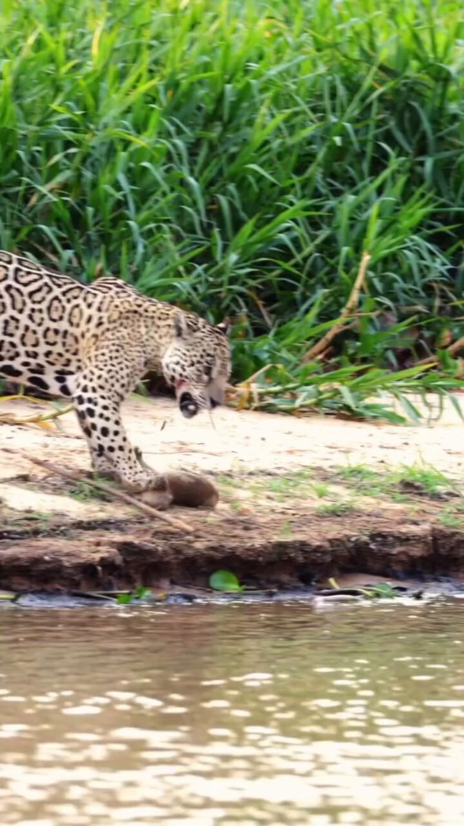 jaguar with foot on head