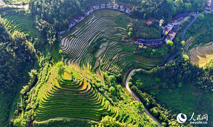Irrigated terraced fields with forests and homestays (photo 2 of 4)