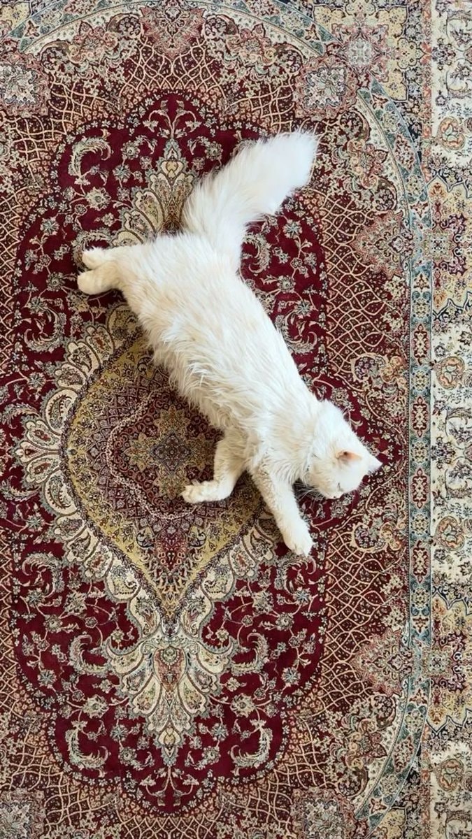 two cats on a rug (photo 2 of 2)