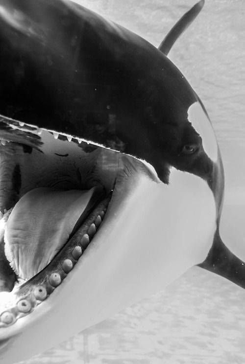 orca swimming underwater orca swimming underwater