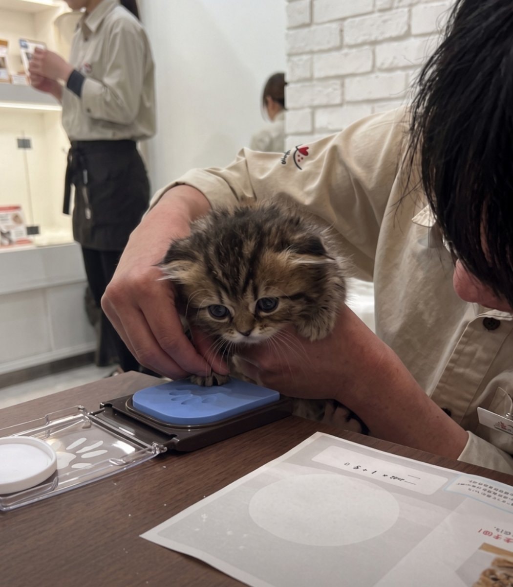Japan cat adoption signature tradition
