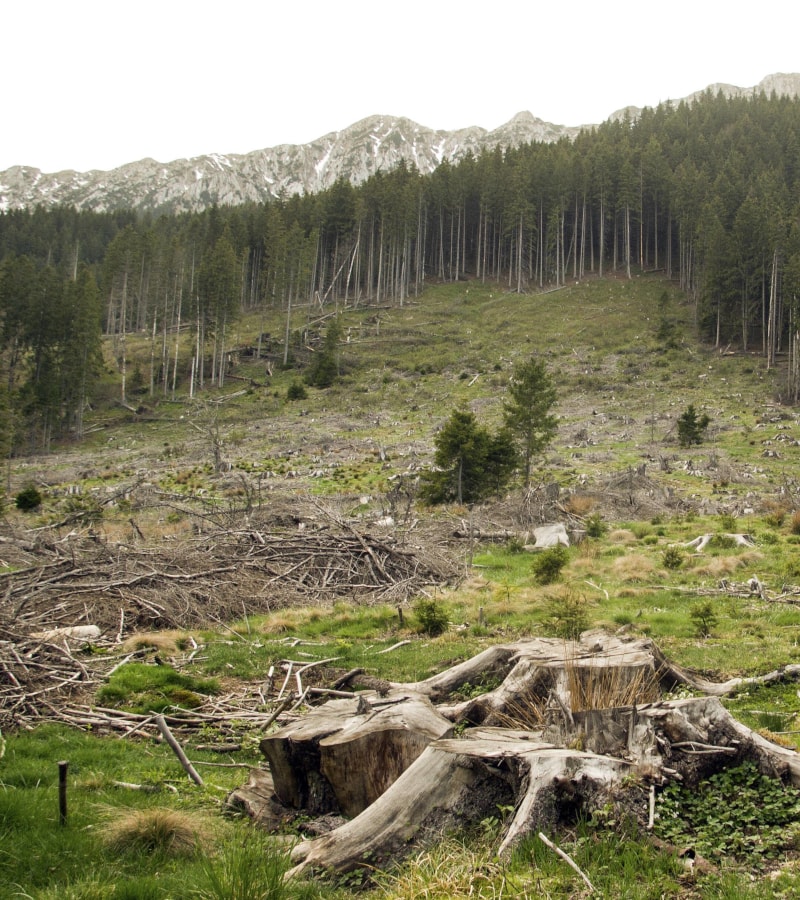 Google Finland forest destruction (photo 2 of 2)