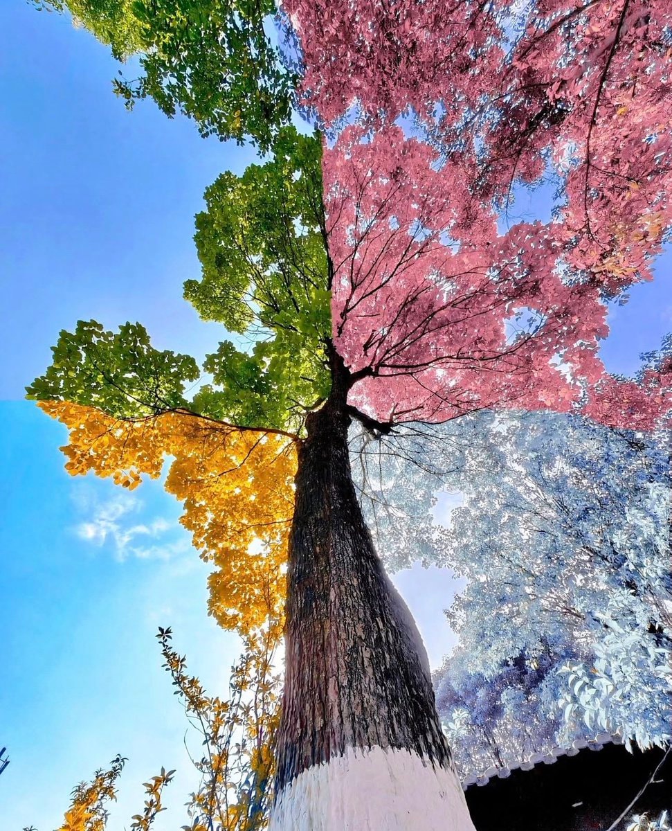 tree across four seasons