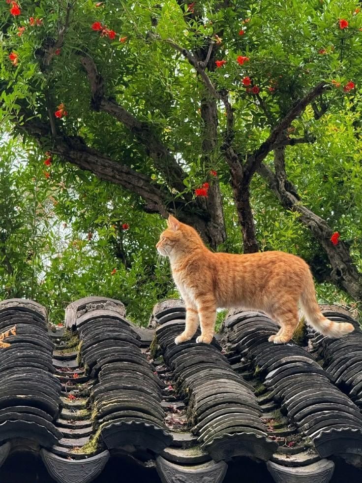 Ginger cat on tiled roof with pomegranates (photo 2 of 2)