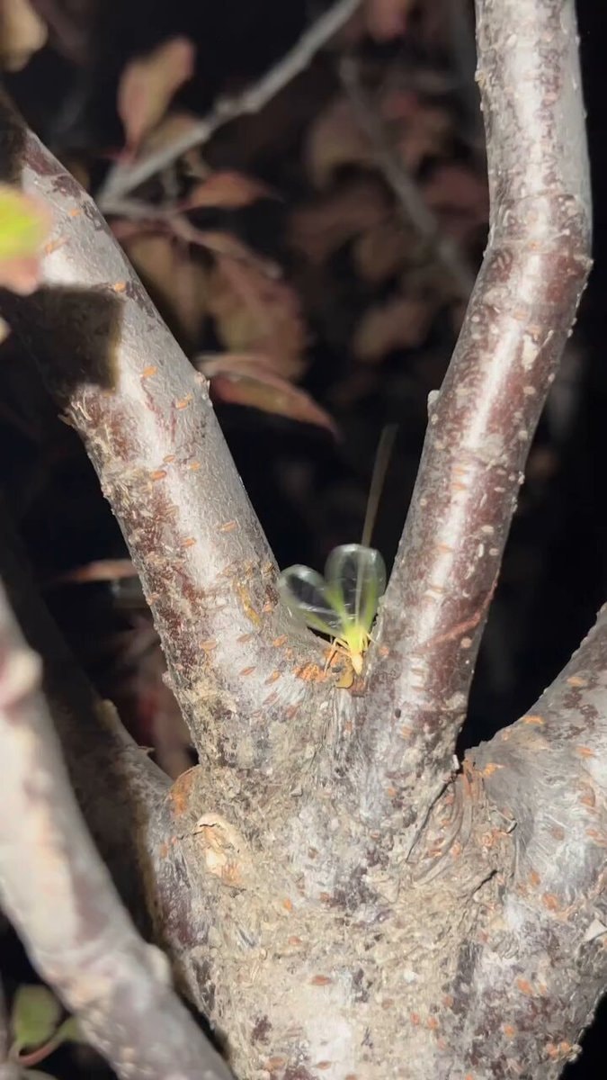 tree cricket calling for a partner