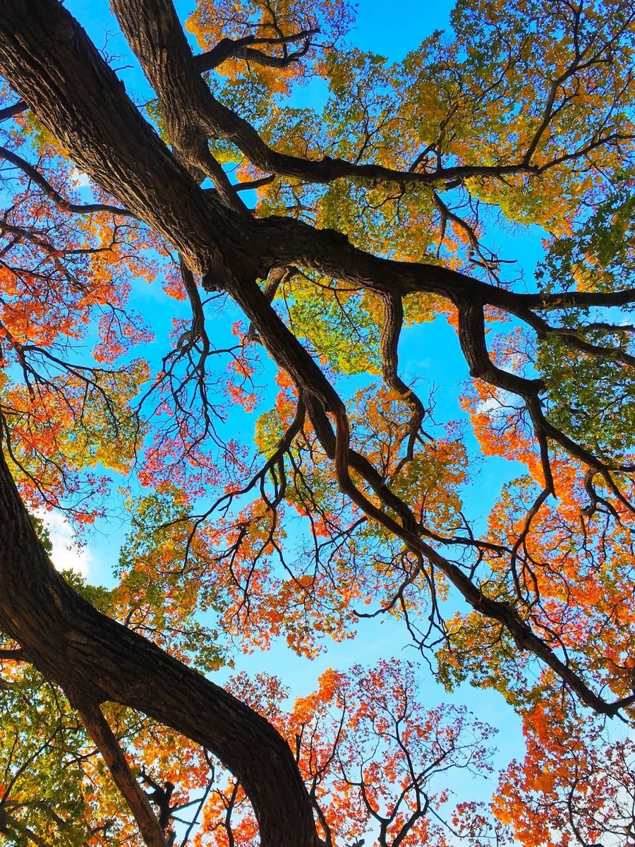 autumn tree branches against blue sky (photo 3 of 3)