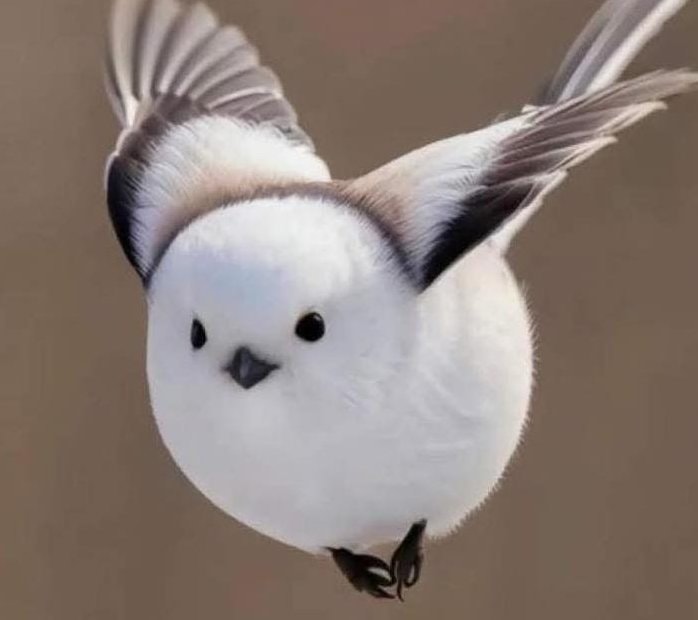 Japanese snow fairy bird (photo 2 of 2)