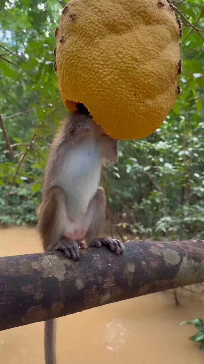 armless monkey swollen face honey harvest
