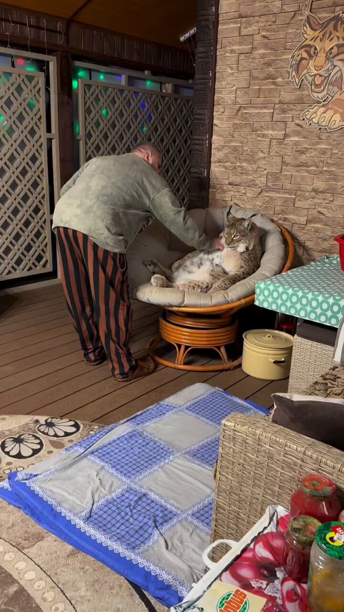 bobcat adapted to domestic life
