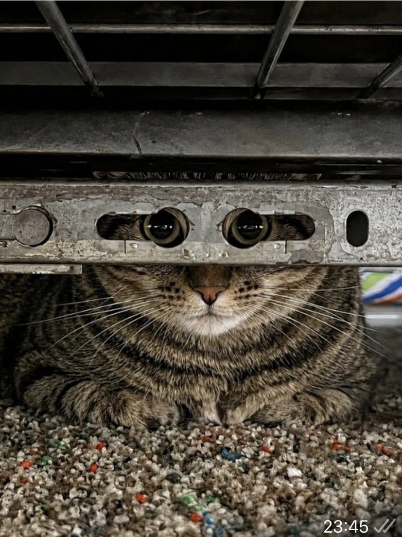 tabby cat peeking from grate (photo 1 of 2)